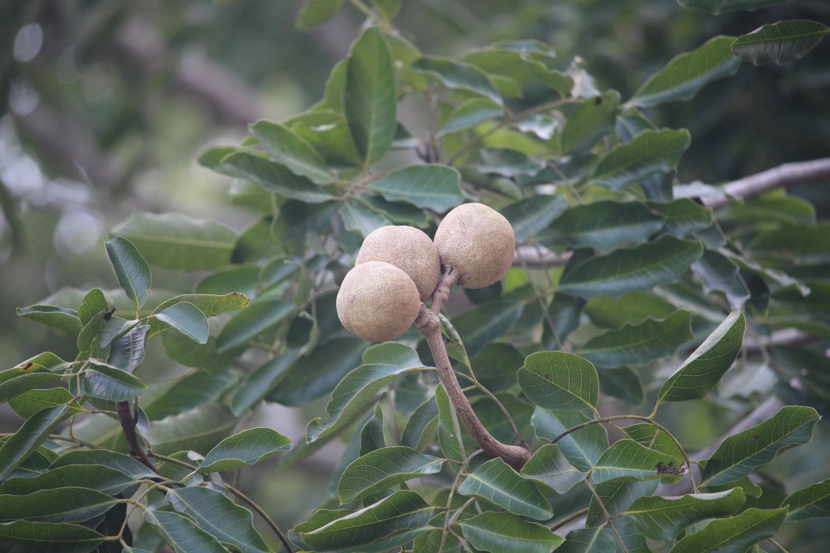 Khaya senegalensis (Desv.) A.Juss.